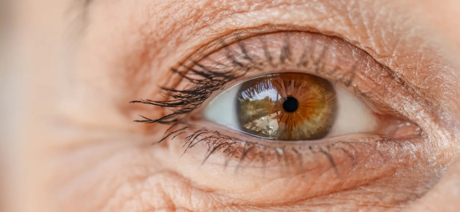 healthy senior eye close up