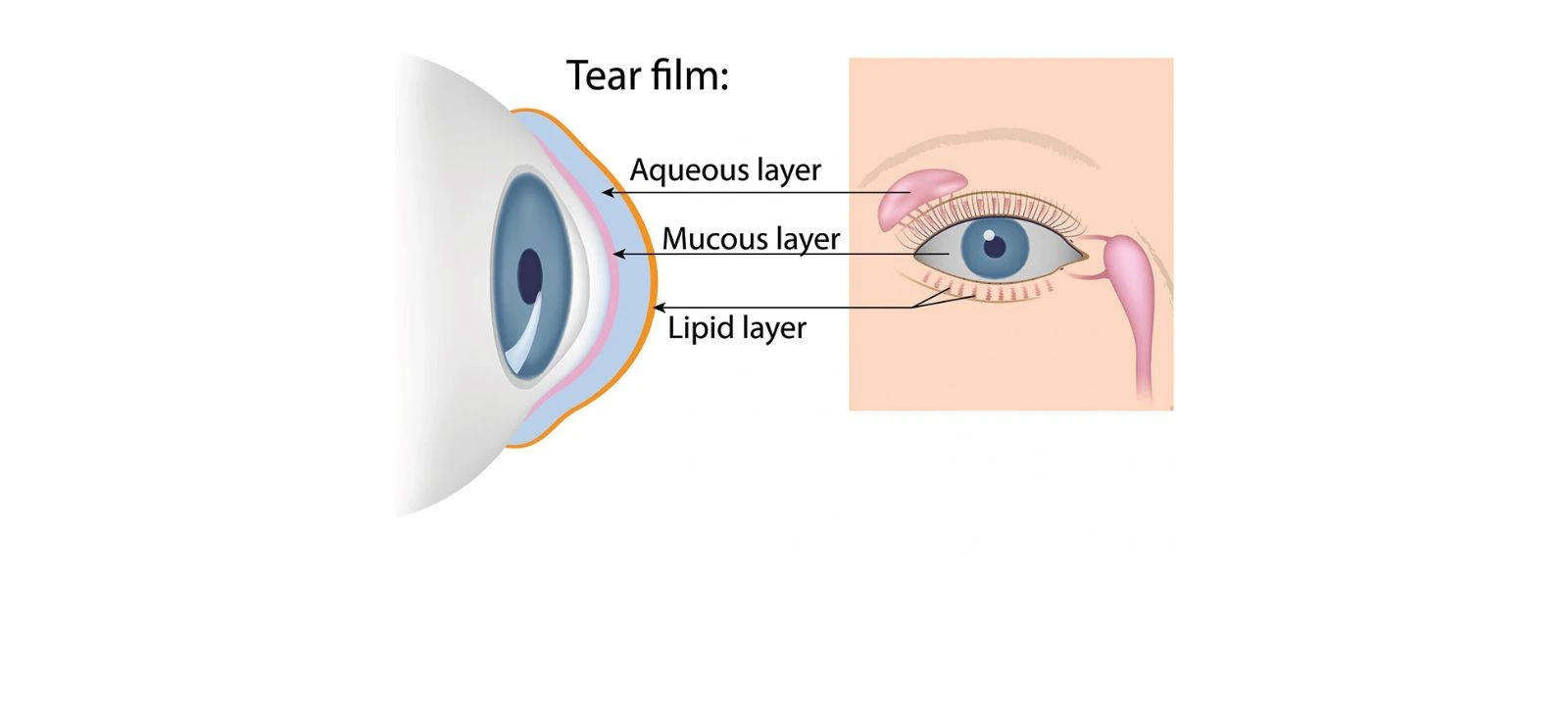 eye tear film anatomy illustration